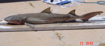 Image of Negaprion acutidens (Sicklefin lemon shark)