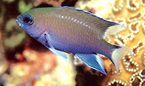 Image of Neopomacentrus aktites (Western Australian demoiselle)