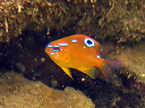 Image of Neoglyphidodon bonang (Ocellated damsel)