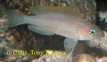 Image of Neolamprologus caudopunctatus 