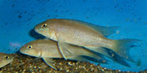 Image of Neolamprologus christyi 