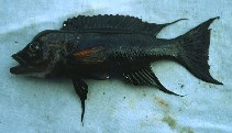 Image of Neolamprologus furcifer 