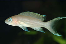 Image of Neolamprologus gracilis 