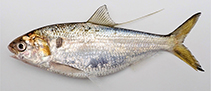 Image of Nematalosa japonica (Japanese gizzard shad)