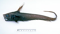 Image of Nezumia kapala (Kapala whiptail)