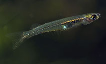 Image of Neostethus lankesteri 