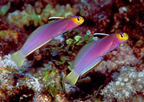 Image of Nemateleotris lavandula (Lavender-blushed dartfish)