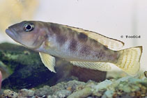 Image of Lepidiolamprologus meeli 