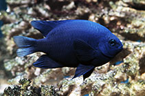 Image of Neoglyphidodon melas (Bowtie damselfish)