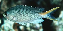Image of Neopomacentrus miryae (Miry\