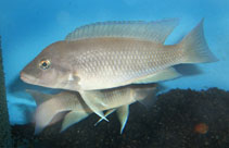 Image of Neolamprologus mondabu 