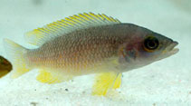 Image of Neolamprologus mustax 