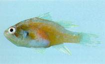 Image of Neamia octospina (Eightspine cardinalfish)