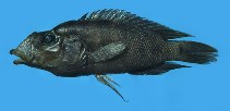 Image of Neolamprologus prochilus 