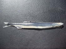 Image of Neosalanx taihuensis (Yangtze icefish)