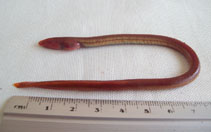Image of Moringua raitaborua (Purple spaghetti-eel)