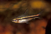 Image of Neolebias unifasciatus 