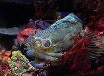 Image of Neoclinus uninotatus (Onespot fringehead)