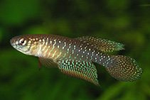 Image of Nematolebias whitei (Rio pearlfish)