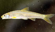 Image of Notropis ammophilus (Orangefin shiner)