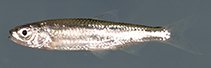 Image of Notropis ariommus (Popeye shiner)