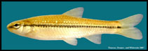 Image of Notropis atrocaudalis (Blackspot shiner)