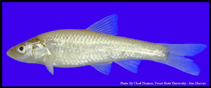 Image of Notropis buccula (Smalleye shiner)