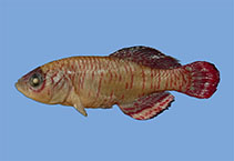 tn_Noiri_m2.jpg