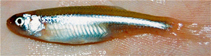 Image of Notropis jemezanus (Rio Grande shiner)