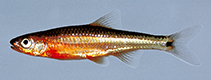 Image of Notropis leuciodus (Tennessee shiner)