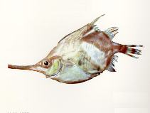 Image of Notopogon lilliei (Crested bellowfish)