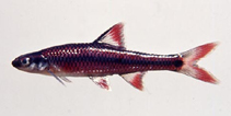 Image of Notropis maculatus (Taillight shiner)