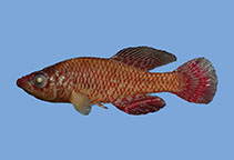 tn_Nomar_m1.jpg