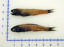 Image of Notoscopelus resplendens (Patchwork lampfish)