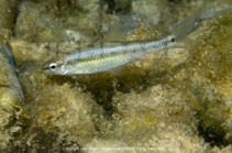 Image of Notropis saladonis (Salado shiner)