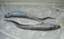 Image of Notacanthus sexspinis (Spiny-back eel)