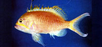 Image of Odontanthias unimaculatus 