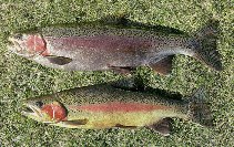 Image of Oncorhynchus mykiss (Rainbow trout)