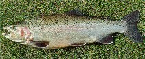 Image of Oncorhynchus mykiss (Rainbow trout)
