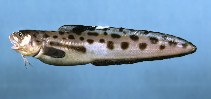 Image of Ophidion grayi (Blotched cusk-eel)
