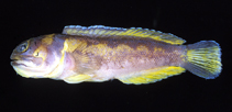Image of Opistognathus hopkinsi 