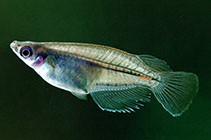 Image of Oryzias dancena (Indian blue ricefish)