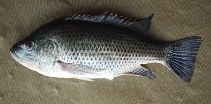 Image of Oreochromis hunteri (Lake Chala tilapia)