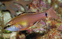Image of Ostorhinchus leptofasciatus (Slenderline cardinalfish)