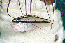 Image of Ostorhinchus septemstriatus (Sevenband cardinalfish)