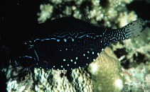 Image of Ostracion solorense (Reticulate boxfish)