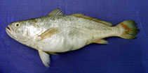 Image of Otolithes cuvieri (Lesser tigertooth croaker)