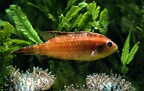 Image of Oxycheilinus bimaculatus (Two-spot wrasse)