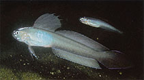 Image of Oxymetopon typus (Sailfin ribbon-goby)