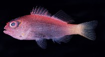 Image of Paracirrhites arcatus (Arc-eye hawkfish)